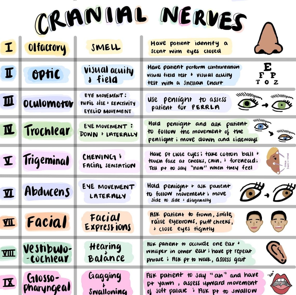 Cranial Nerves Sheet Colorful Hand Drawn Pictures For Nursing