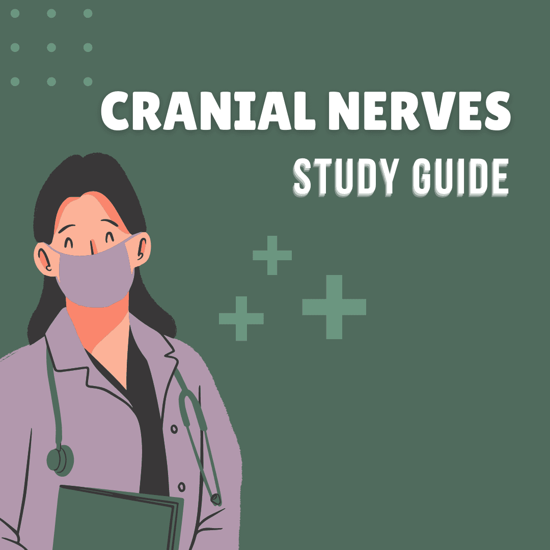 Cranial Nerves Study Guide | 6 Pages | PDF